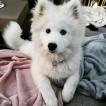 Halinka, Samoyedo