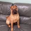 Stella, Shar-Pei