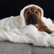 Rio, Shar Pei