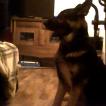 spike, Berger Allemand