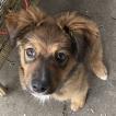 Trouble, Australian Shepherd
