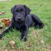 Molly, Labrador Retriever