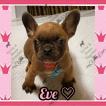 Eve, Bulldog Francés