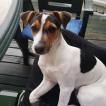 Lila, Parson Jack Russell Terrier (De Pelaje Corto - Suave)