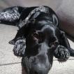 Phoebe