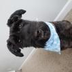Tessa, Schnauzer gigante