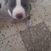 RUBY, American Staffordshire Terrier