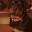 Zola, Rottweiler