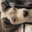 El Chapo, Bulldog americano