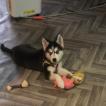 Leia blue, Husky Siberiano