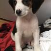 Robby, Beagle