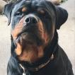 Reïki, Rottweiler