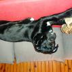 Trutnov, Cane Corso