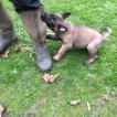 Wolfie, Cane da pastore belga