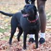 Gianna, Labrador Retriever