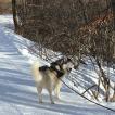 Lasko, Siberian Husky