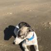 Lily, Whippet