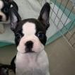 Queenie, Boston Terrier