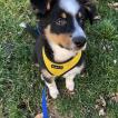 Yogi, Australian Shepherd
