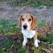 Snoopy, Beagle