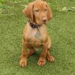 Ringo, Braco Húngaro