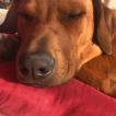 Gunner, Crestado Rodesiano