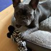 Blue, Bouledogue francese