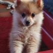 Maya, Keeshond