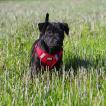 Dékou, Staffordshire Bull Terrier