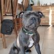 Rider, Staffordshire Bull Terrier