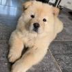 Laïka, Chow Chow