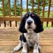 Stanley, English Springer Spaniel