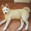 Klaus, Akita Japonés