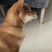 Ryu, Shiba Inu Japonés
