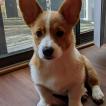 Momo, Corgi Galés De Pembroke