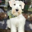 Mirko, Schnauzer Miniatura