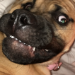 Layla (Boe-Peep)