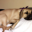 Layla (Boe-Peep)
