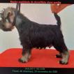 Duque, Zwergschnauzer