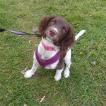 Poppy, Springer spaniel inglés