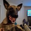 Sweet Mel, Berger Malinois