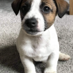 Stubbsy, Jack Russell