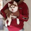 Sasha, Siberian Husky