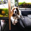 Marley