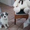 Lucky, Pastor Australiano