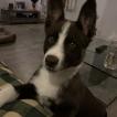 Youri, Border Collie