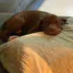 Layla, Labrador Retriever
