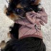 Diam's, Yorkshire Terrier