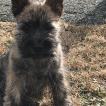 Stormy, Cairn Terrier