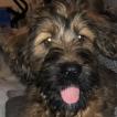 King Arthur, Pastor De Brie O Briard